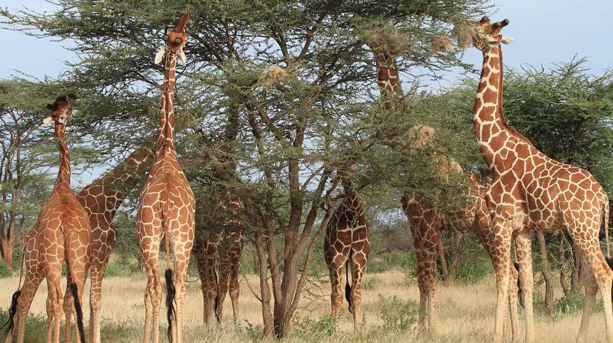 Giraffes of Samburu